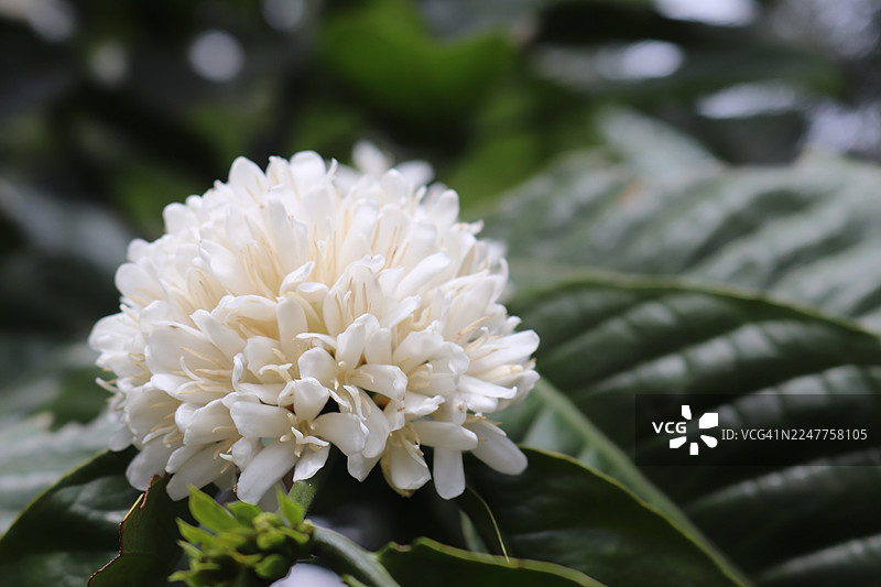 印尼茂物咖啡（阿拉比卡咖啡）花图片素材