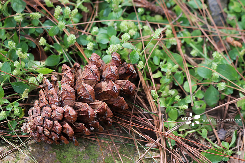 落在草地上的松果特写图片素材