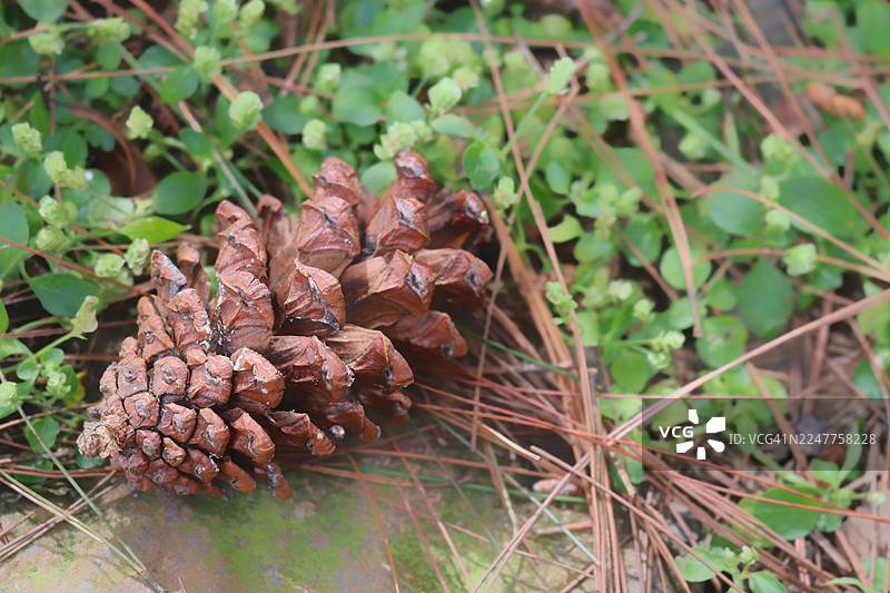 松果特写图片素材