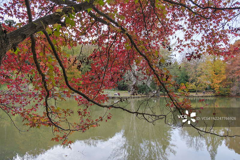 土耳其伊斯坦布尔萨里耶尔区的湖面上方的猩红色树冠图片素材