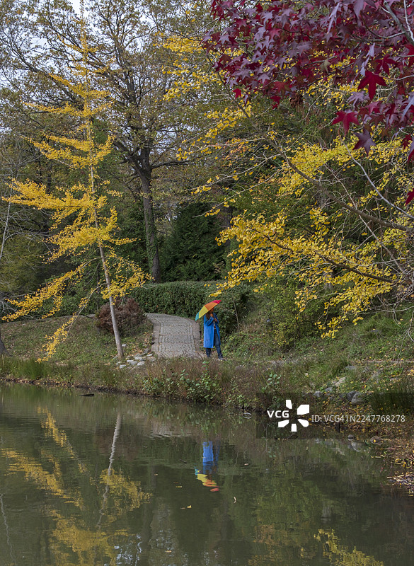 土耳其伊斯坦布尔萨里耶尔区的金色秋日倒影图片素材