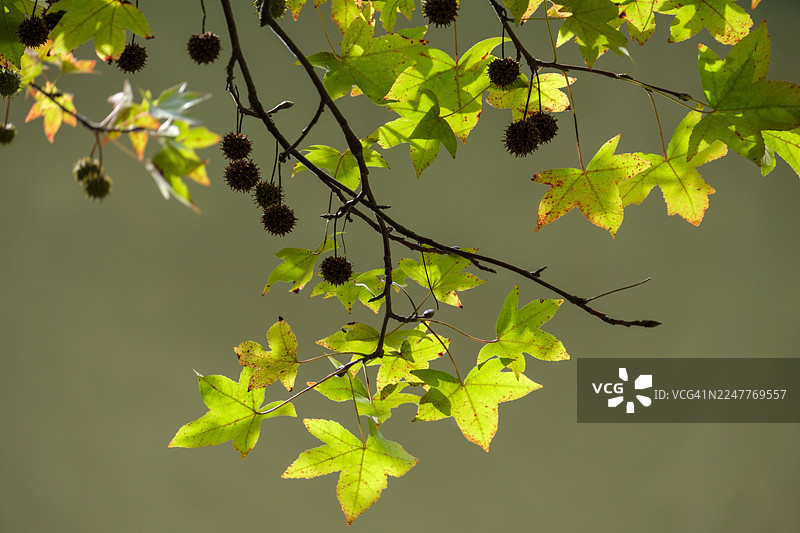 伊斯坦布尔萨勒耶尔区的枫香树逆光而立，绿意盎然图片素材