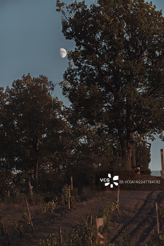 金色时段光照下的葡萄园景观，葡萄藤间有田间小路图片素材