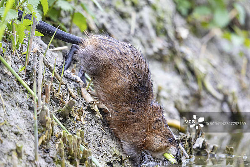 麝кrат (Ondatra zibethicus) 嘴里叼着植物回到德国的水中图片素材