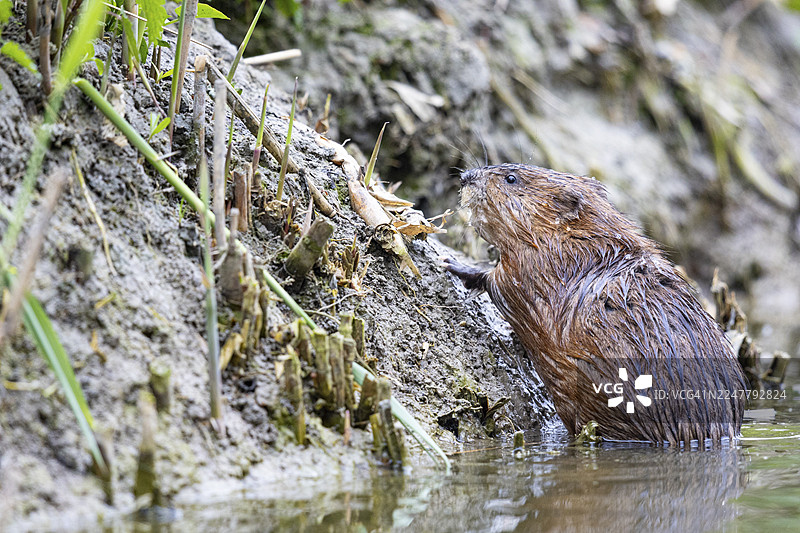 麝кrat (Ondatra zibethicus) 在德国岸边寻找绿色食物图片素材