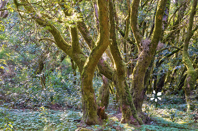 长满苔藓的参天大树,位于西班牙加那利群岛拉戈梅拉岛加拉霍奈国家公园(联合国教科文组织世界遗产、生物圈保护区)的拉拉古纳格兰德的茂密森林中图片素材
