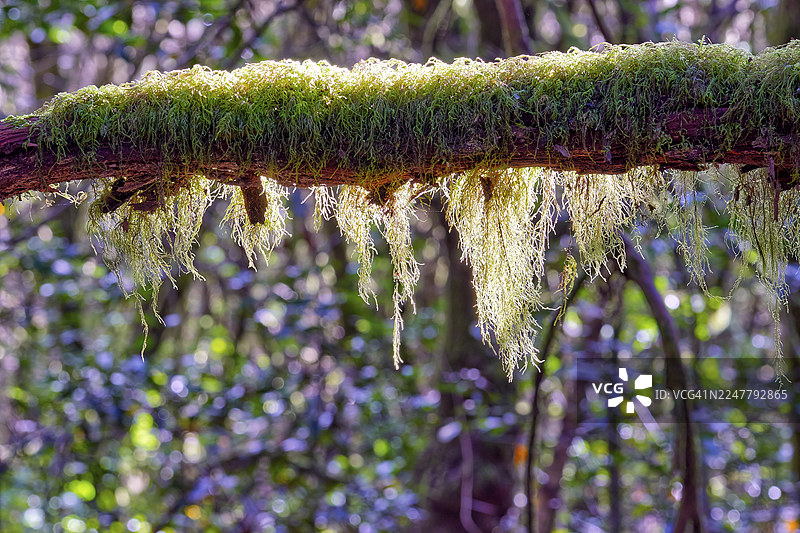阳光照耀下的森林中覆盖着苔藓的树枝,月桂林,拉古纳格兰德,加拉霍奈国家公园,联合国教科文组织世界遗产,生物圈保护区,拉戈梅拉,加那利群岛,西班牙图片素材