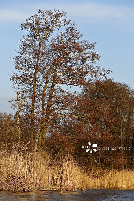 春天的榿木林，河边芦苇在蓝天下，德国梅克伦堡-前波美拉尼亚州佩内塔尔自然公园图片素材