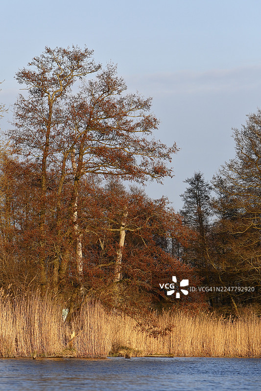 春天的榿木和温暖光线下的芦苇，梅克伦堡-前波美拉尼亚州德国佩内塔尔自然公园图片素材