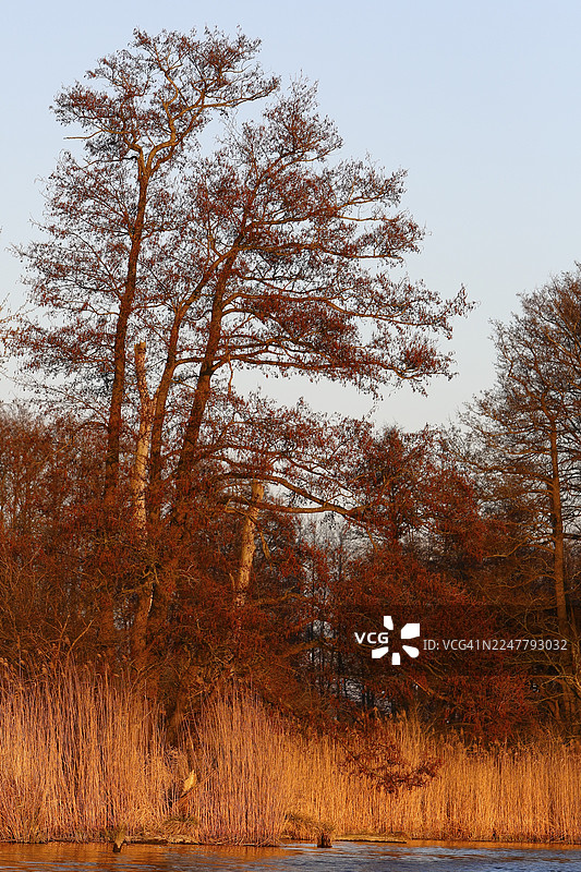 春天的榿木和落日暖阳下的河畔芦苇，梅克伦堡-前波美拉尼亚州佩内塔尔自然公园图片素材