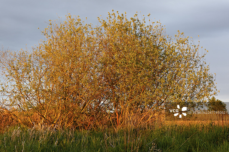 金色的暮光柔和地照耀着灌木丛，周围环绕着青草，位于德国梅克伦堡-前波美拉尼亚州的皮纳塔尔自然公园。图片素材