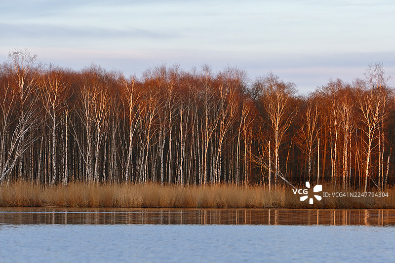 傍晚时分，白桦林在河上投下温暖的色彩，位于德国梅克伦堡-前波美拉尼亚州的皮纳塔尔自然公园图片素材