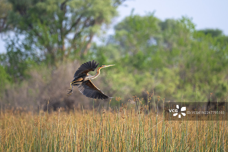 非洲蛇颈龟（Anhinga rufa）栖息在博茨瓦纳奥卡万戈三角洲塔玛拉卡内河中的枯树上图片素材