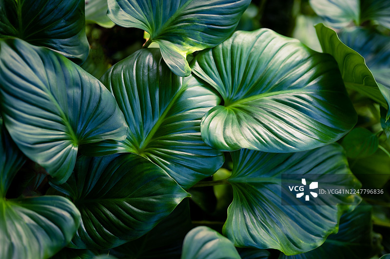 阳光下，晶莹剔透的大水珠在美丽的逆光中闪耀于绿叶之上。微距摄影，呈现出美丽的圆形焦外成像。一幅充满艺术感的纯净自然之美图像。图片素材