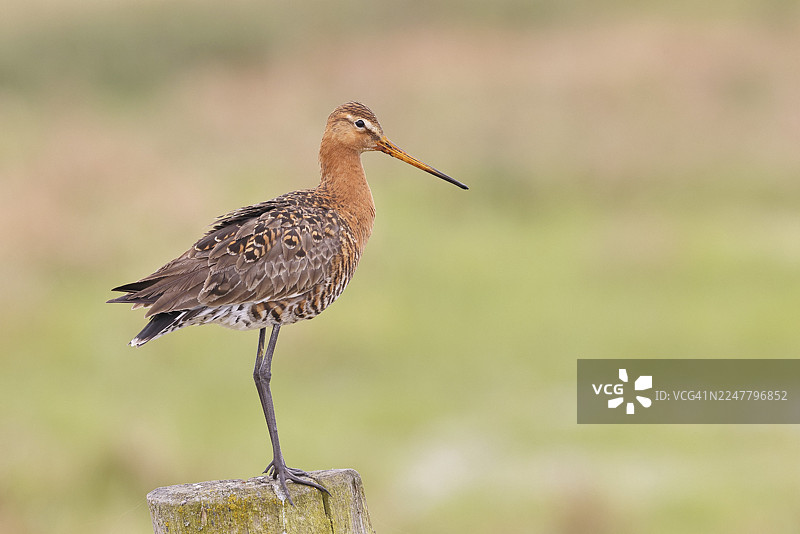 黑尾塍鹬（Limosa limosa），栖息在栅栏桩上，鹬类鸟，野生动物，自然摄影，湿地，牛沼，杜默湖，伦布鲁赫，下萨克森，德国图片素材