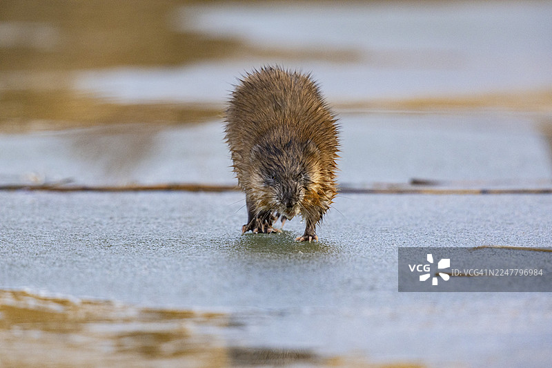 麝кrat (Ondatra zibethicus) 在德国结冰的湖面上冰上行走图片素材