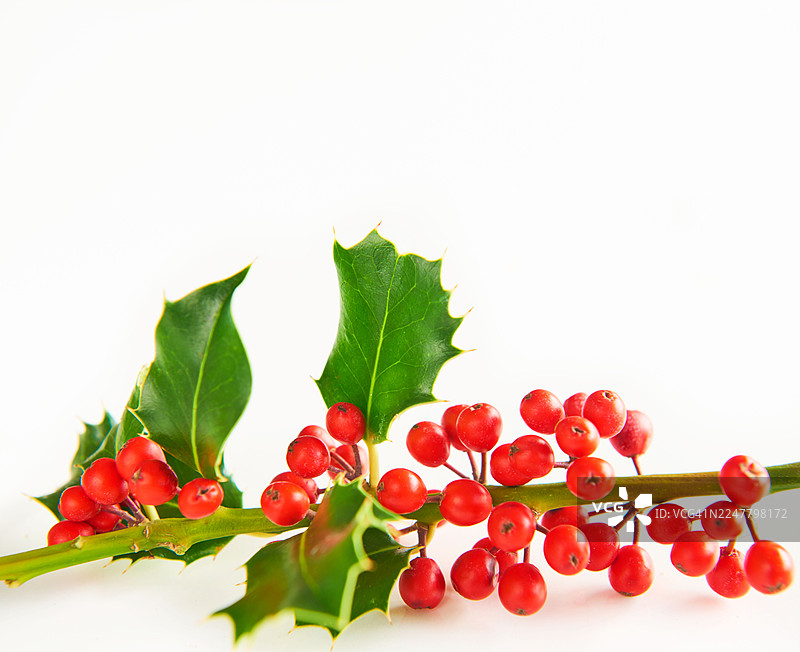 圣诞冬青特写，附有复制空间。图片素材