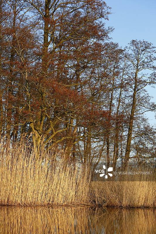 春季的榿木林，河边生长着芦苇，天空湛蓝，位于德国梅克伦堡-前波美拉尼亚州的皮内塔尔自然公园。图片素材