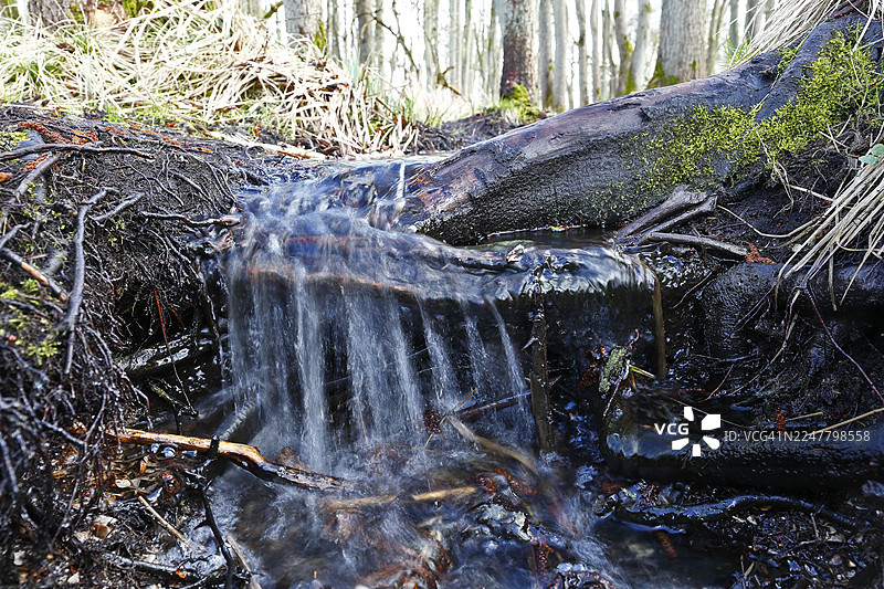 莫尔河口,一条清澈的溪流流过森林中的树根和苔藓,位于德国梅克伦堡-前波美拉尼亚州的皮纳塔尔自然公园图片素材