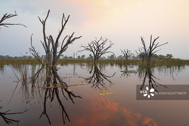 博茨瓦纳奥卡万戈三角洲塔玛拉卡内河，日落时分枯树倒映在河水中图片素材