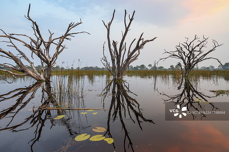 博茨瓦纳奥卡万戈三角洲塔玛拉卡内河，日落时枯树倒映在河中图片素材