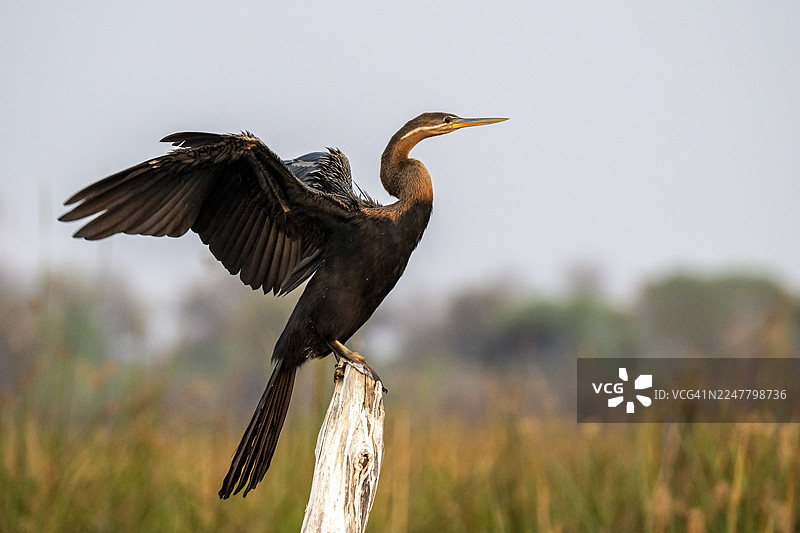 非洲蛇颈龙（Anhinga rufa）栖息在博茨瓦纳奥卡万戈三角洲塔玛拉卡内河中的枯树上图片素材