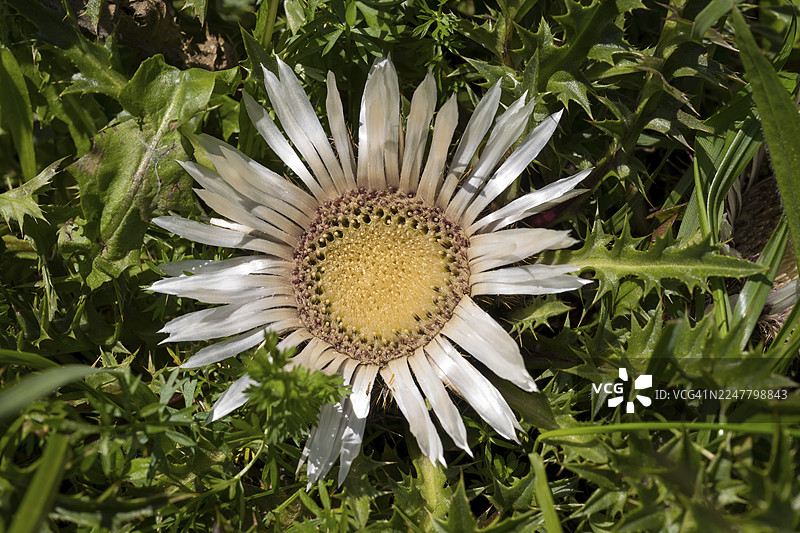 银蓟(Carlina acaulis)的花,野猪根,巴伐利亚前阿尔卑斯山脉的布劳内克,伊萨尔温克尔,上巴伐利亚的莱恩格里斯,巴伐利亚,德国图片素材