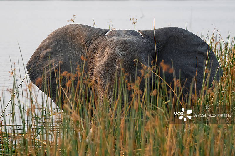 非洲象(Loxodonta africana),河岸边的象群在河草丛中,塔玛拉卡内河,奥卡万戈三角洲,博茨瓦纳图片素材