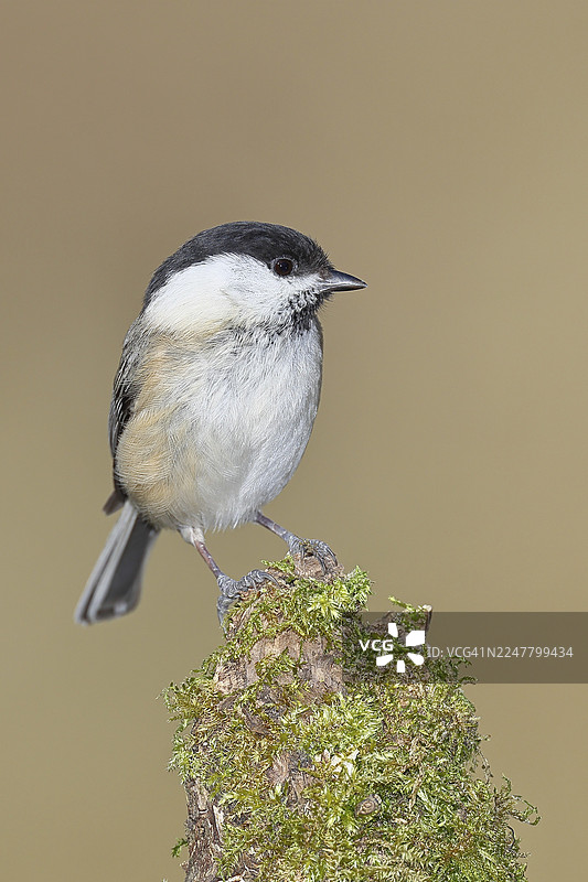 柳莺（Parus montanus）

柳莺（Parus montanus）栖息在覆盖着苔藓的树枝上，野生动物，动物，鸟类，维尔恩斯多夫，北莱茵-威斯特法伦州，德国图片素材