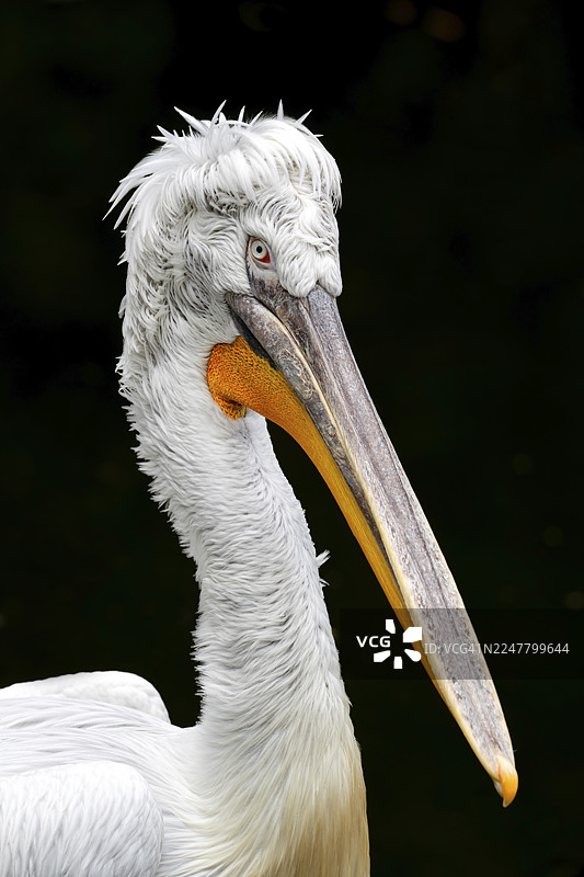 卷羽鹈鹕（Pelecanus crispus），赫贝斯坦动物园，施蒂利亚州赫贝斯坦，奥地利图片素材