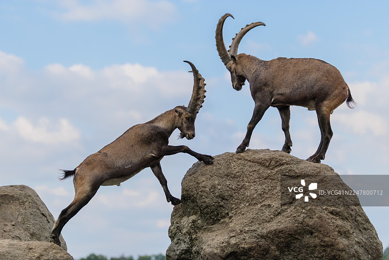 两只雄性羱羊(Capra ibex)站在岩石上对峙,互相嬉戏打斗,一只年幼的羱羊在一旁观看。背景是蓝天白云。地点:奥地利克恩顿州。图片素材