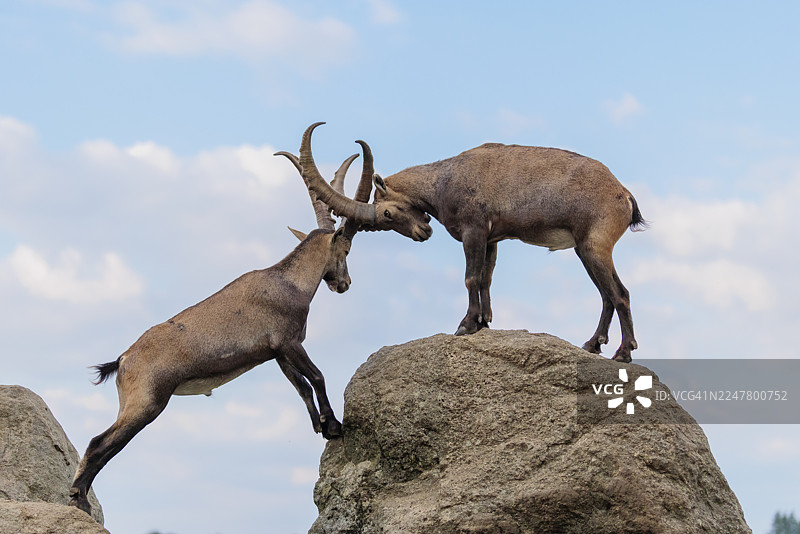 两只雄性羱羊（Capra ibex）站在岩石上，面对面玩耍打斗，一只幼小的羱羊在一旁观看。背景是蓝天白云。地点：奥地利克恩顿州。图片素材