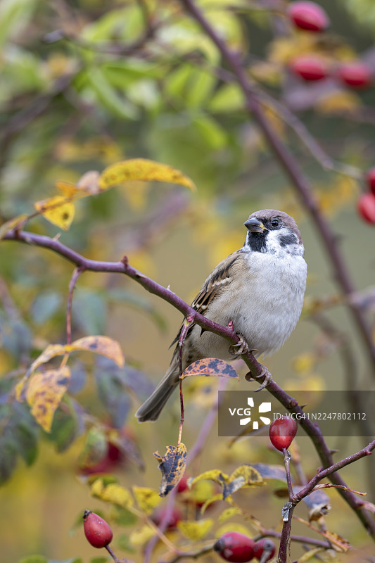 树麻雀（Passer montanus）栖息在野玫瑰丛中，地点：奥地利布尔根兰州林巴赫的利特尔伍德牧场图片素材