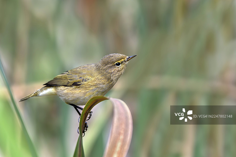 欧洲鹪鹩（Phylloscopus collybita）栖息在叶子上，地点：利姆巴赫，布尔根兰州，奥地利，小木兰奇图片素材