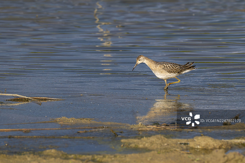 战斗涉禽（Calidris pugnax）在浅水中觅食，穿着朴素，地点：奥地利施蒂利亚州格罗斯威尔费尔斯多夫的自然区图片素材