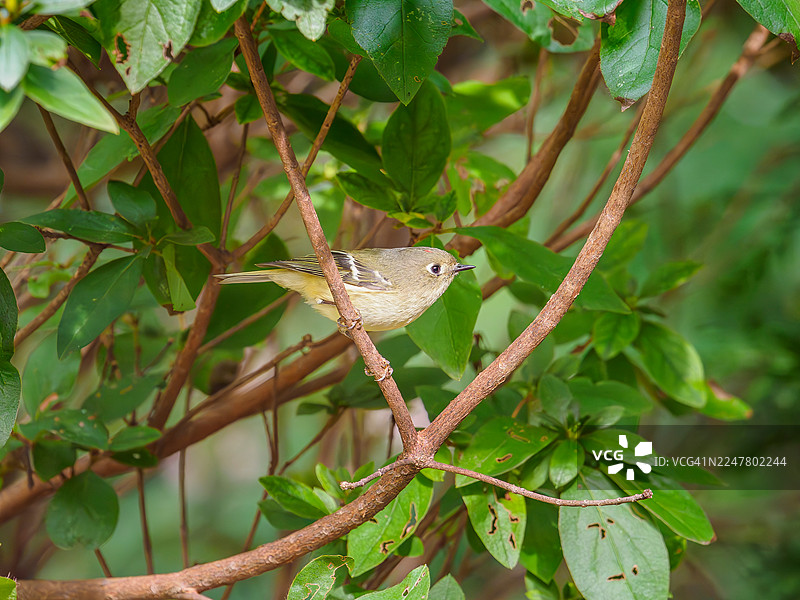 红冠金冠雀图片素材