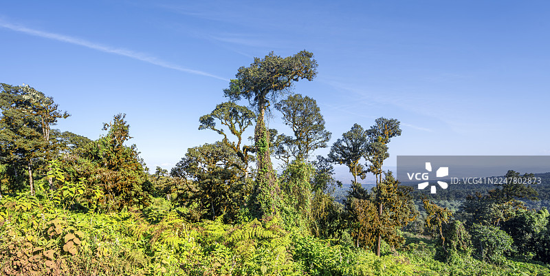 坦桑尼亚恩戈罗恩戈罗保护区恩戈罗恩戈罗火山口边缘的树木和森林图片素材