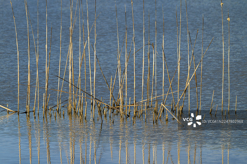 芦苇（藨草），格罗斯威尔费尔斯多夫自然区，格罗斯威尔费尔斯多夫，施蒂利亚，奥地利图片素材