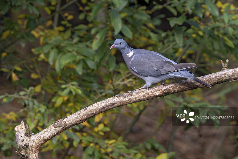 环颈鸽（Columba palumbus）栖息在树枝上，地点：利姆巴赫，布尔根兰州，小木兰农场，奥地利图片素材