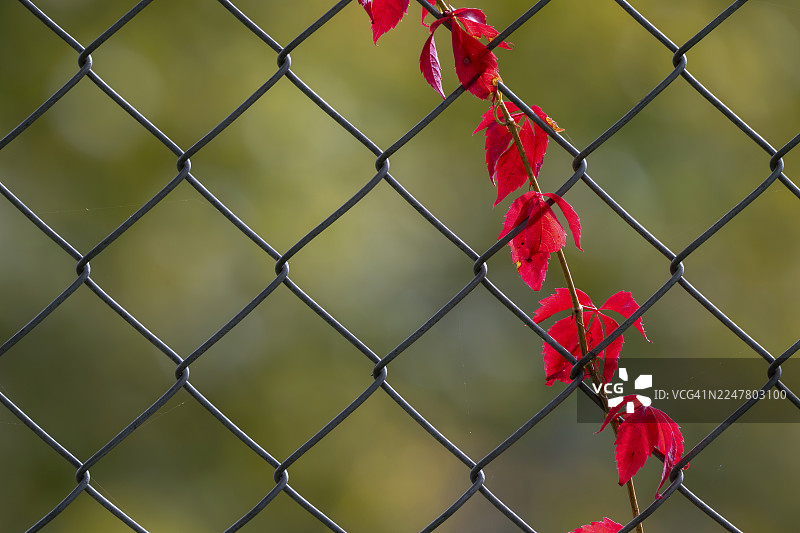 奥地利施蒂利亚州赫伯斯坦野生动物园的红葡萄叶，附着在铁丝上图片素材