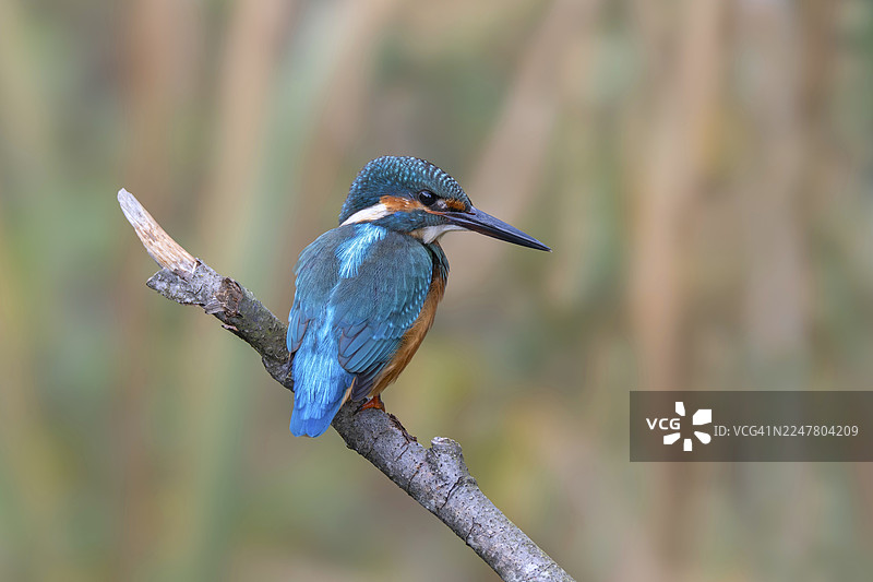 翠鸟（Alcedo atthis）栖息在树枝上，地点：奥地利布尔根兰州林巴赫的利特尔伍德牧场图片素材