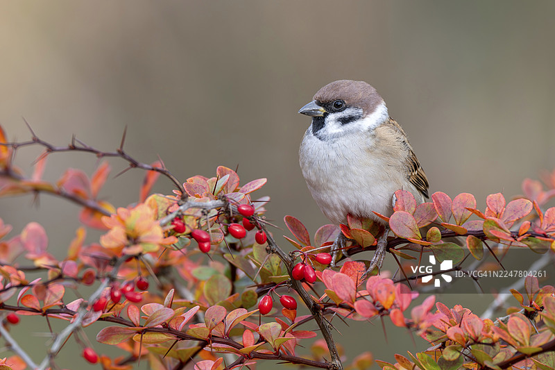 欧亚鸲（Passer montanus）栖息在小枝灌木丛中，位于奥地利布尔根兰州林巴赫的利特尔伍德牧场图片素材