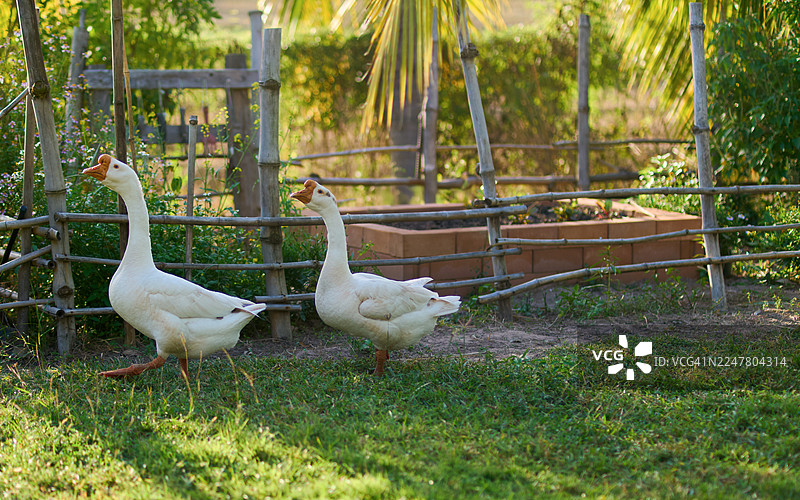 两只白色大鹅在日落时分的乡村花园里漫步图片素材