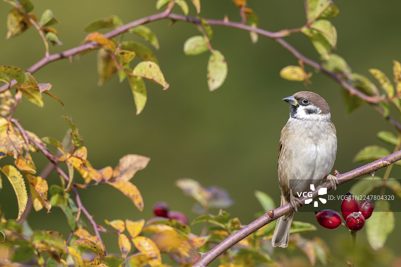 树麻雀（Passer montanus）栖息在野玫瑰丛中，地点：奥地利布尔根兰州林巴赫的利特尔伍德牧场图片素材