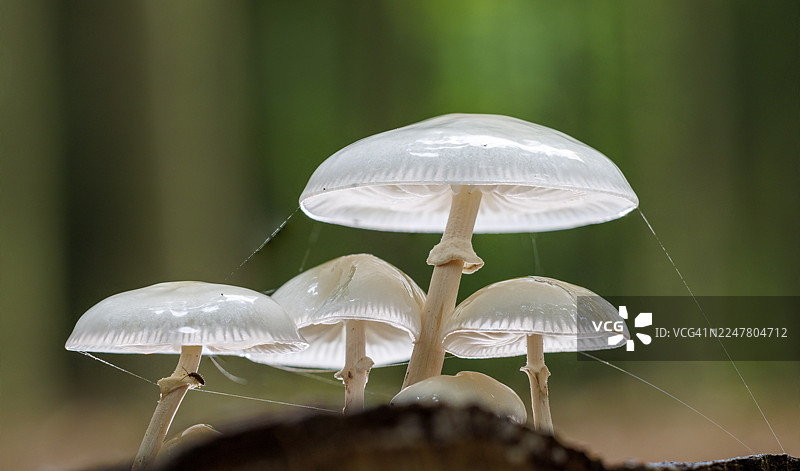 德国的白鬼伞（Mucidula mucida）图片素材