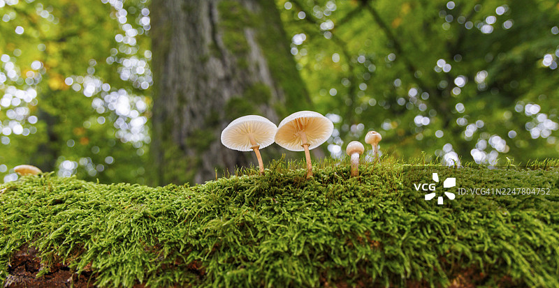 德国的白蜜环菌 (Mucidula mucida)图片素材