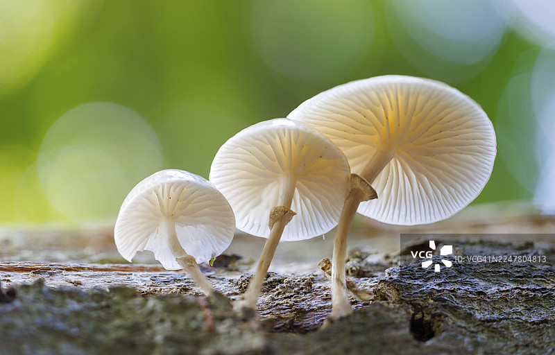 德国的白鬼伞（Mucidula mucida）图片素材