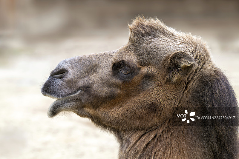 双峰驼（Camelus bactrianus），赫贝斯坦动物园，施蒂利亚州赫贝斯坦，奥地利图片素材