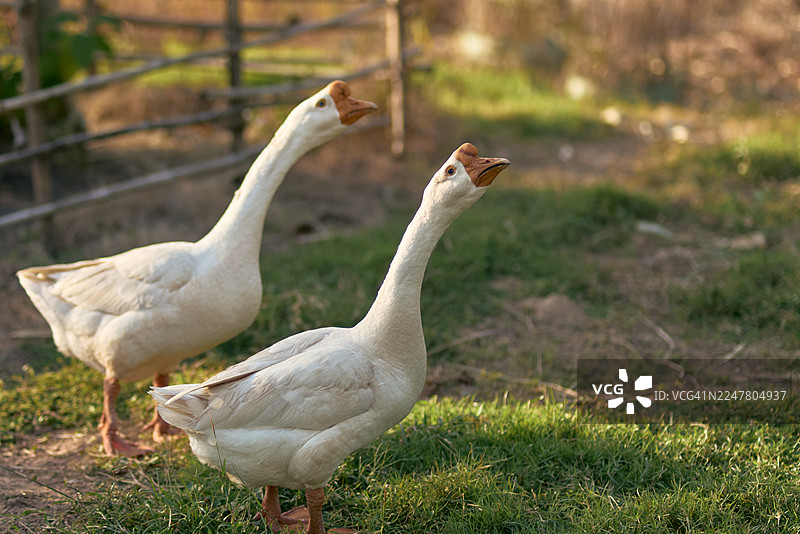 白鹅在乡村质朴的院子里一起行走图片素材