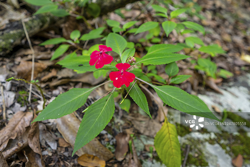 花朵，带有红色花蕾（非洲凤仙花），在雨林中，阿马尼自然森林保护区，东部乌桑巴拉山脉，坦噶，坦桑尼亚图片素材